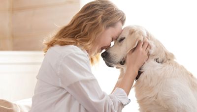 Cómo funcionan la memoria y el recuerdo en las mascotas