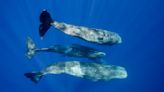 Sperm whale families talk a lot. Researchers are trying to decode what they're saying : Short Wave