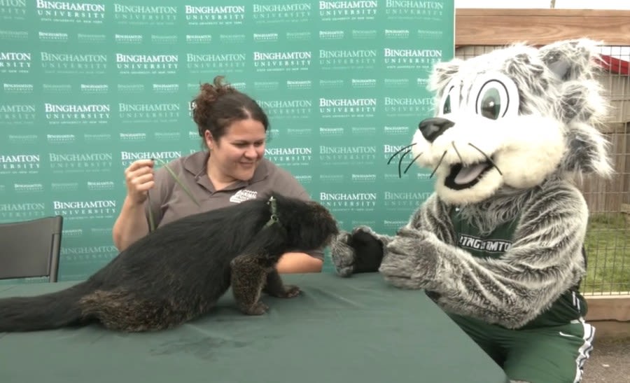 BU adopts real life bearcat as new mascot