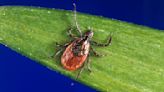 WA Dept. of Health: Tick travel tips to remember this summer