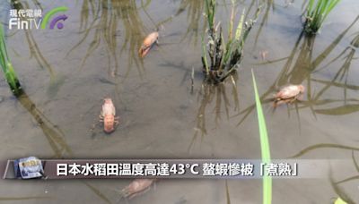 日本水稻田溫度高達43°C 螯蝦慘被「煮熟」