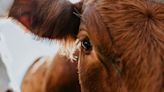 Minnesota dairy farmers on the lookout after South Dakota herd tests positive for bird flu