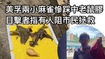 美孚兩小麻雀慘踩中老鼠膠 目擊者指有人阻市民拯救 - 香港動物報 Hong Kong Animal Post