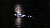 Orca calf swims out of Canadian lagoon where it had been trapped more than a month