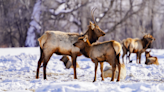 Elk plans largely keep current population targets