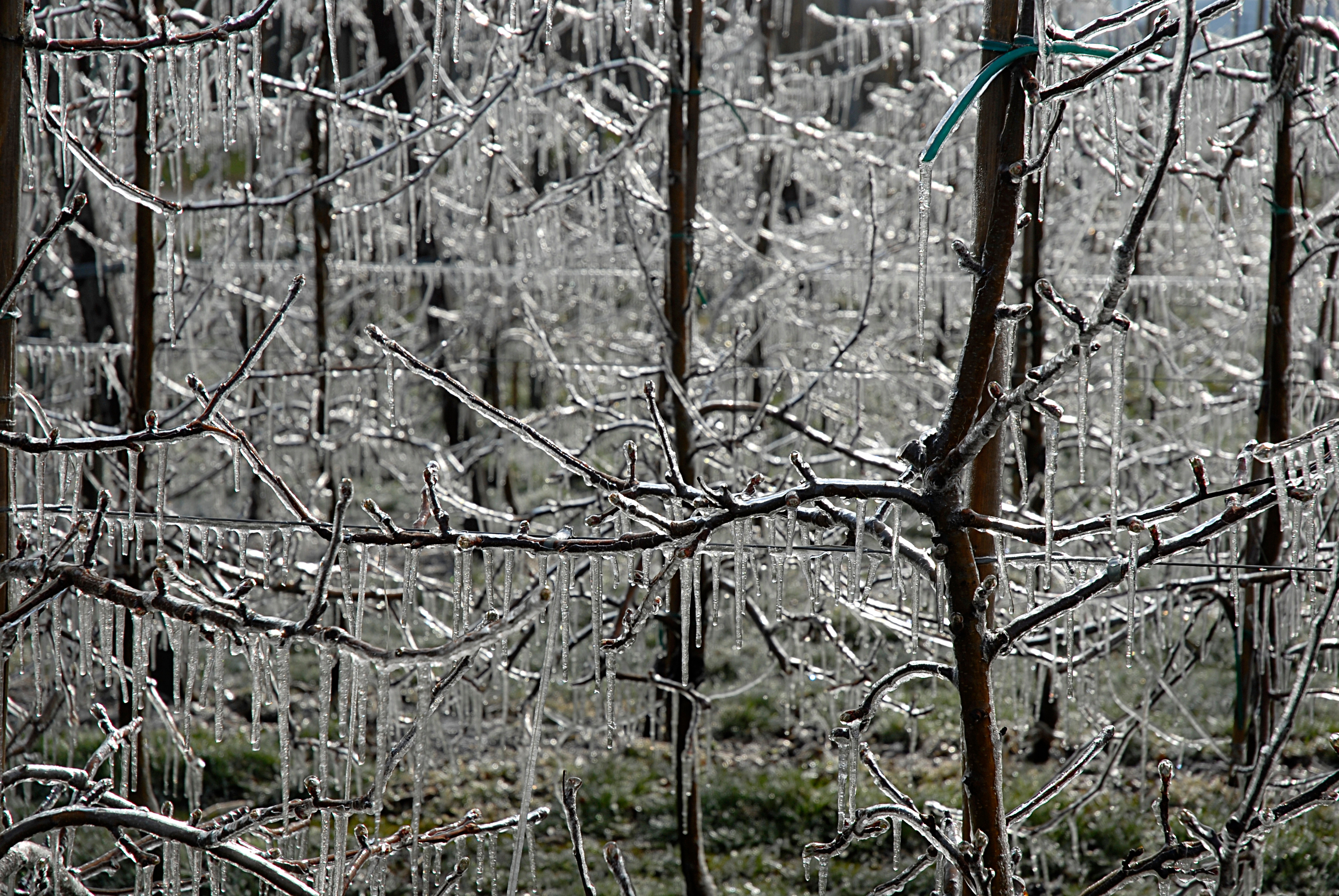 Beschreibung Apple trees covered with ice.JPG