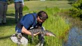 Alligator hit by car and given only 5% chance to live released back into wild on Jekyll Island