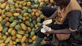 Cash Crunch Forces Cocoa Traders to Delay West African Purchases