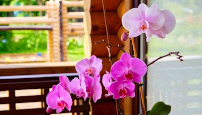 Orchids flourish with huge flowers when using the water from one kitchen item