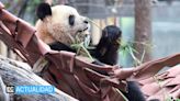 Pareja de pandas gigantes llegó a España desde China