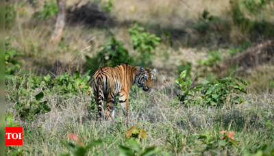 STR's rewilded tigress found dead on 21th day, territorial clash suspected | Bhopal News - Times of India