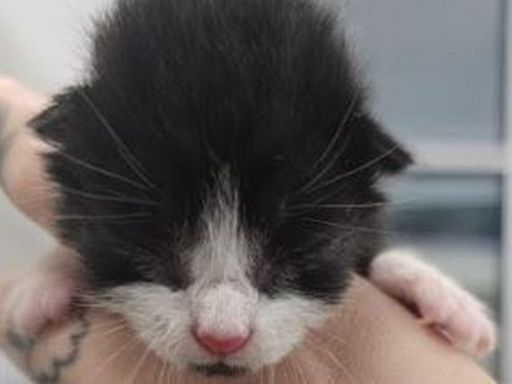 Kittens found abandoned in closed bag next to Cambs bins