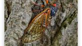 A cicada apocalypse is coming this summer: Will Pennsylvania be spared the noisy invasion?