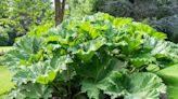 Gardeners to be banned from planting giant veggie after experts' grim warning