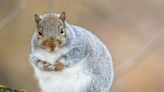 Woman's Sighting of a Massively Overweight Squirrel Has People Talking