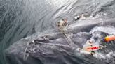 Moment Humpback whale entangled in fishing lines is rescued in British Columbia