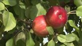 Grow with KARE: Triumph apples