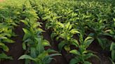 Top 20 Tobacco Growing Countries in the World