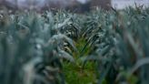 Tractor protests threaten to drive the EU's green farming policies into a ditch