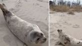 Seal frolics on Coney Island beach before being guided back to water, adorable video shows