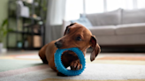 8 Indoor Activities to Tire Out Your Energetic Pup