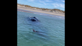 Anglers find 16-ton sea creature dead along NC’s Outer Banks, igniting investigation