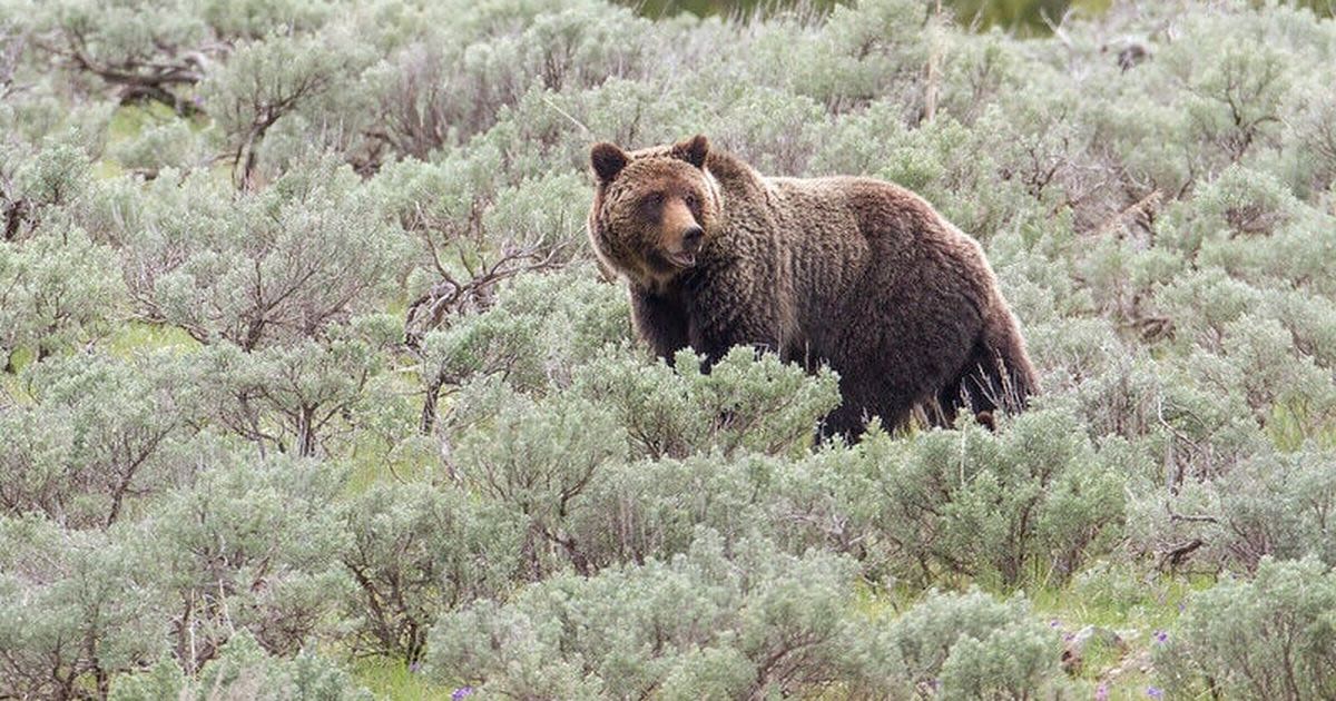 Cabinet Mountains grizzly work helped shape North Cascades proposal