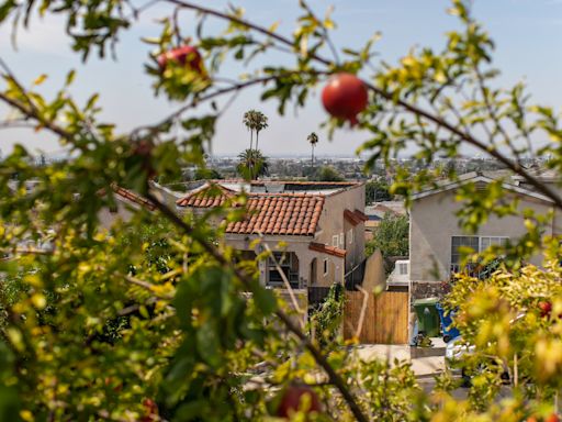 Want a landscape that will outlast climate change? Plant these Ice Age survivors