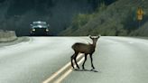 Wildlife officials push new citizen app to track roadkill: 'This project gives [us] a chance to be a part of the solution'