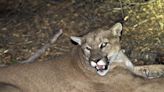 How wildlife officials respond to a livestock killing spree by mountain lions in Northern California