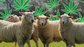 Sheep start behaving strangely after eating 100kg of cannabis in greenhouse