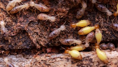 Termites infesting your home? Here's how to identify them and what to do