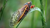 States most likely to be affected by cicadas as trillions set to rise