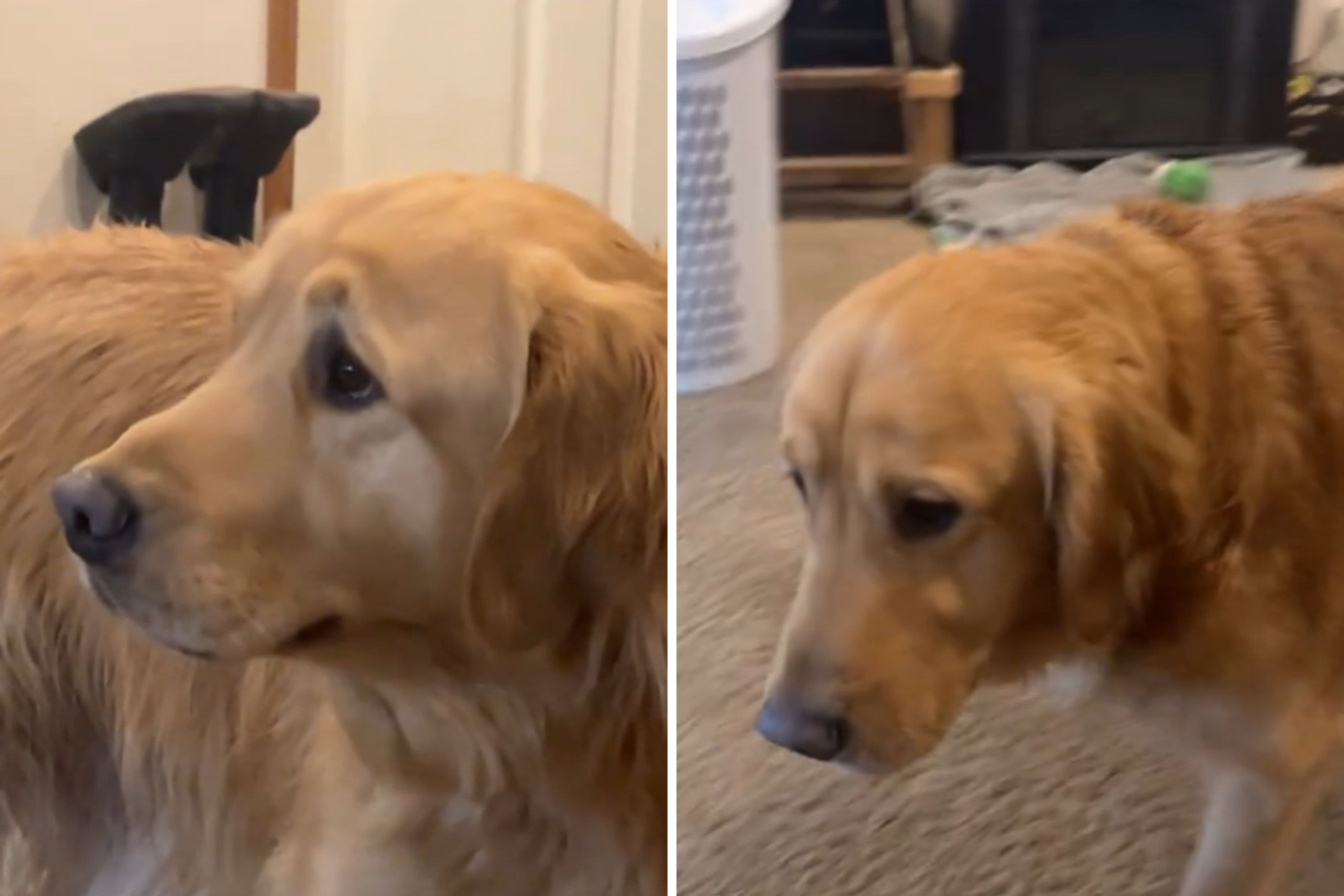 Golden retriever has very human reaction to dad taking toy: "Lip quiver"