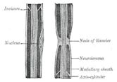 Neurilemma