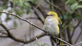 Nearly ‘extinct’ Golden Oriole spotted in Cornwall