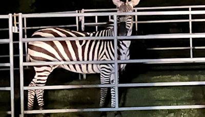 Missing zebra rescued near North Bend