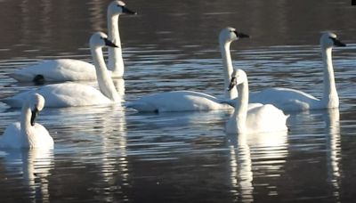 Trumpeter swans, mute swans, tundra swans are found in Michigan