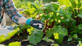 Que planter dans mon jardin au mois d'octobre ?