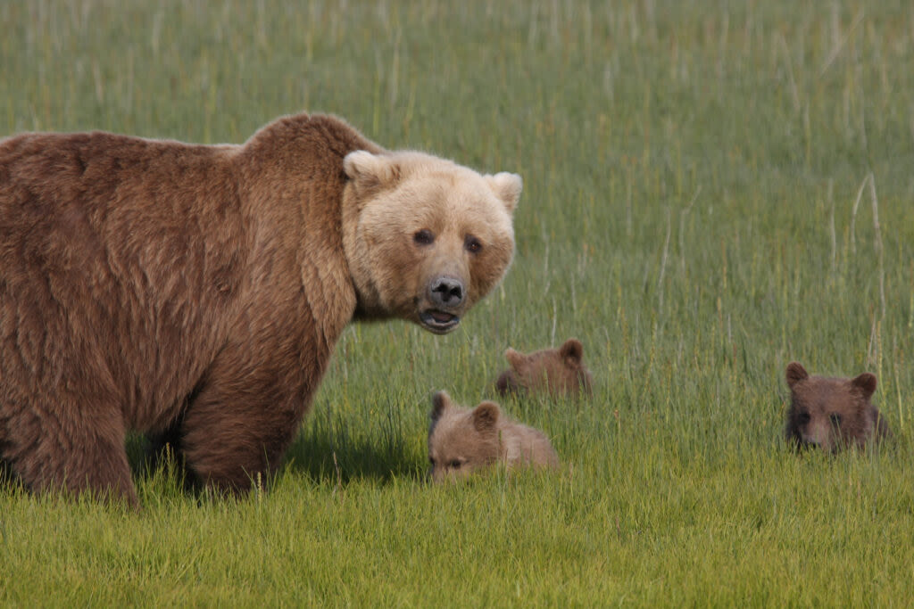 Bear baiting again banned in national preserves in Alaska, under new National Park Service rule