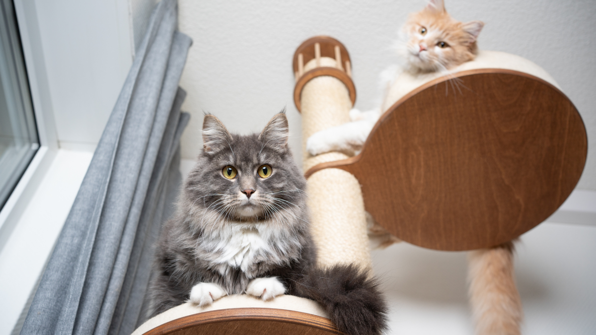 Maine Coon Brothers' Treat Training Tricks Have Everyone Seriously Impressed