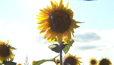 Annual Sunflower Celebration blooms in Champaign