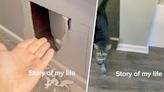 Woman’s Cat Got Trapped Behind Drywall After Bathroom Renovation