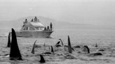 Ninth Circuit unsure of court’s efficacy in Alaska killer whale conservation case