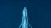 1. The Grey Whale