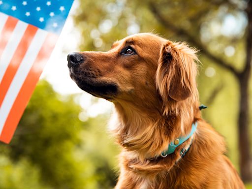 Fireworks can scare dogs. Vets explain how to calm your pet's anxiety.