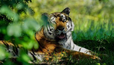 Animal park pays tribute after death of Amur tiger