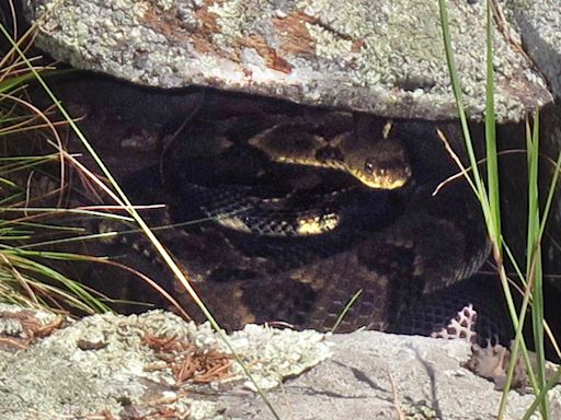 Reaparece una extraña criatura en las montañas de China tras décadas de estar oculta - El Diario NY