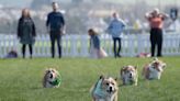 Racecourse to host Easter corgi derby for third year
