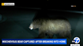 大黑熊破門覓食成慣犯 加州漁獵廳設陷阱逮捕